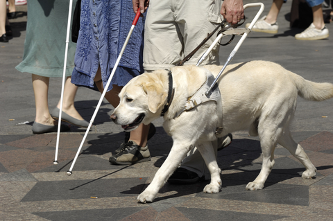 Guide Dog for Blind Walking on City Street