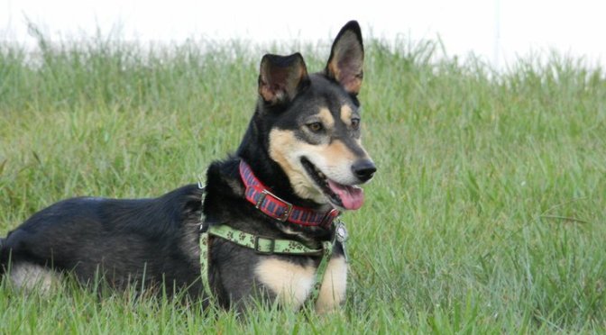 Bella, A Deaf Alert Service Dog. Australian Kelpie. Calm, intuitive and always alert. Photo by Susan P. Berry